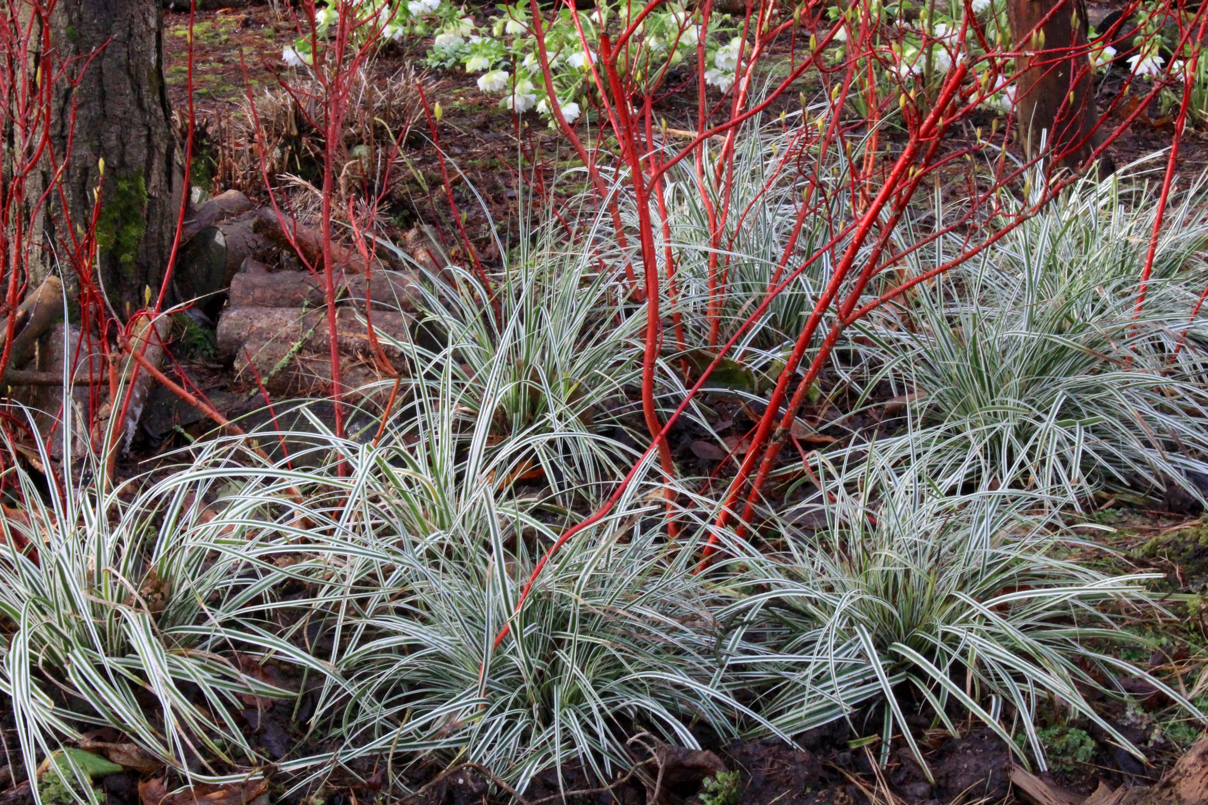 Carex morrowii "Everest" - Gradina Noastra