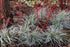 Carex morrowii "Everest" - Gradina Noastra