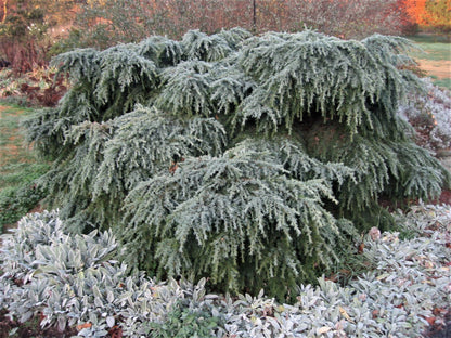 Cedru de Himalaya "Feelin Blue" pomisor / Cedrus deodara "Feelin Blue"/
