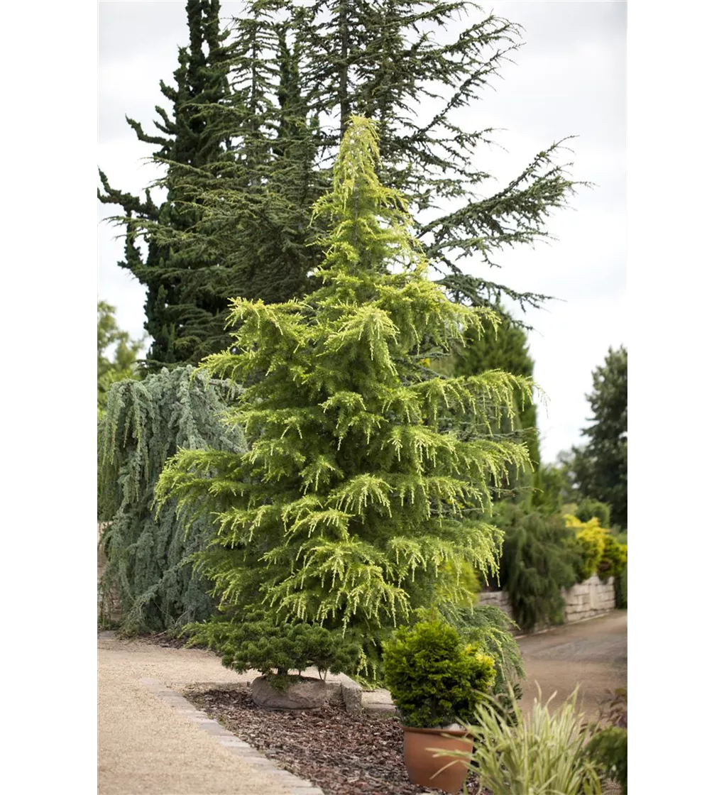 Cedru de Himalaya "Kelly Gold" 2.50 - 3.00 m / Cedrus deodara "Kelly Gold" / by gradina-noastra