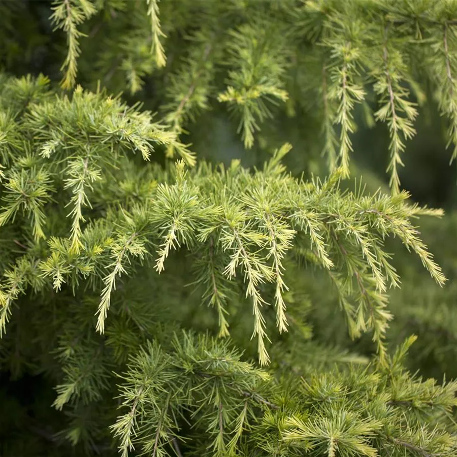 Cedru „Golden Horizon” arbore / Cedrus deodara „Golden Horizon”/ by gradina-noastra
