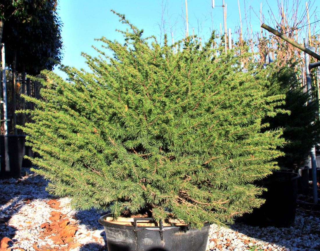 Cedru compact Atlantica / Cedrus atlantica "Compacta" /