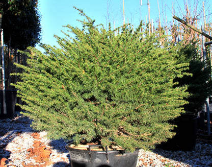 Cedru compact Atlantica / Cedrus atlantica "Compacta" /