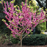 Arborele Iudei arbore / Cercis chinensis "Avondale" / - Gradina Noastra