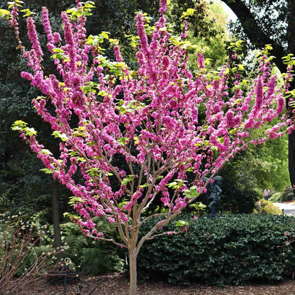 Arborele Iudei arbore / Cercis chinensis "Avondale" / - Gradina Noastra
