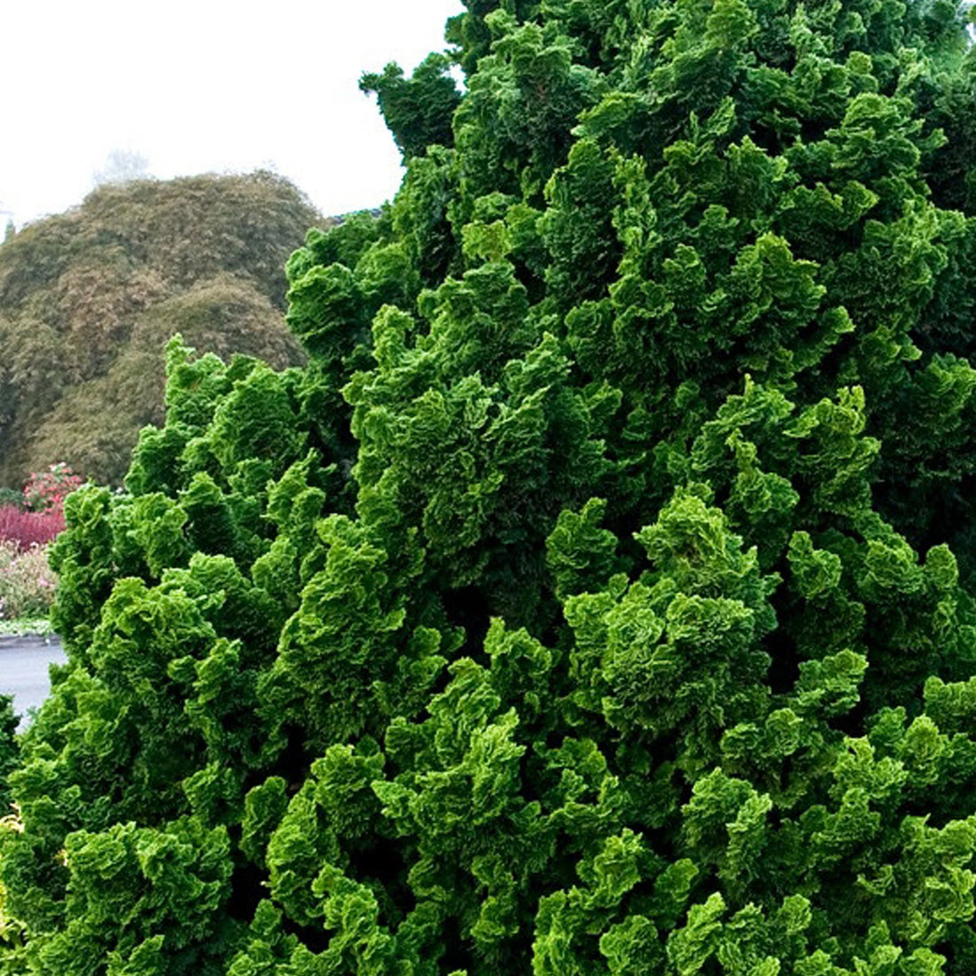 Chiparos "Nana Gracilis" pomisor /Chamaecyparis obt. "Nana Gracilis"/