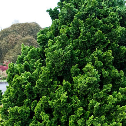 Chiparos "Nana Gracilis" pomisor /Chamaecyparis obt. "Nana Gracilis"/