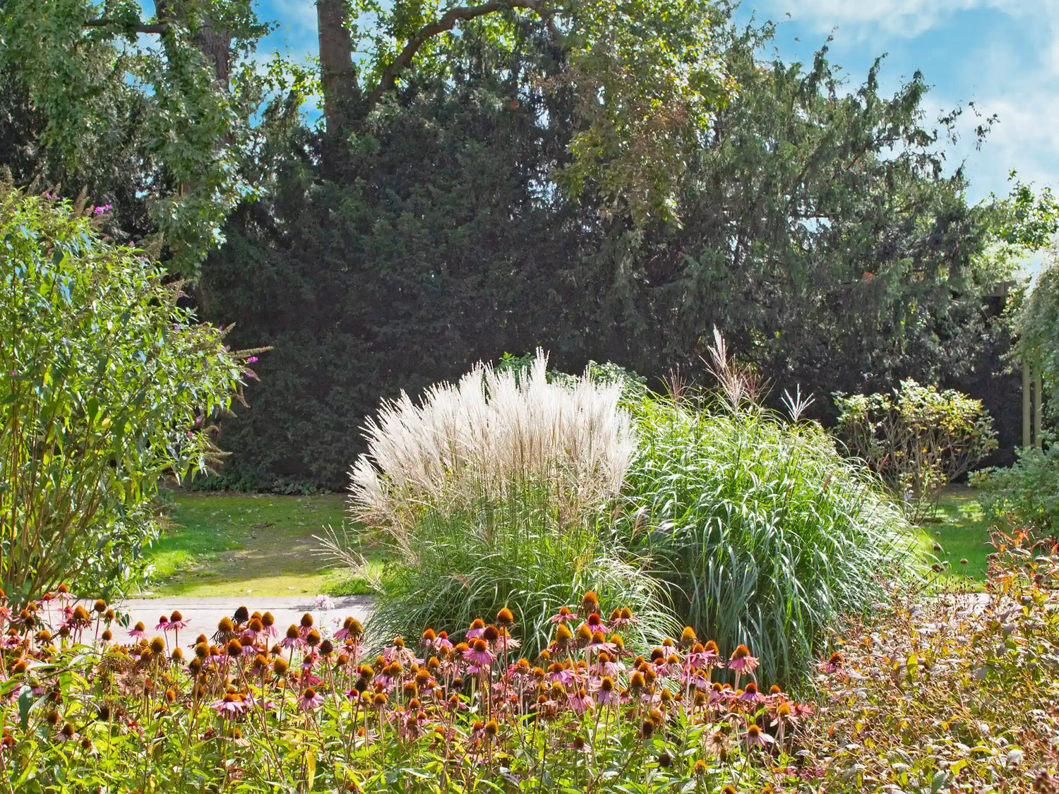 Iarba elefantului "Kleine Fontaine" / Miscanthus sinensis "Kleine Fontaine" / - Gradina Noastra
