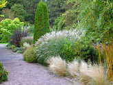 Iarba elefantului "Kleine Fontaine" / Miscanthus sinensis "Kleine Fontaine" / - Gradina Noastra