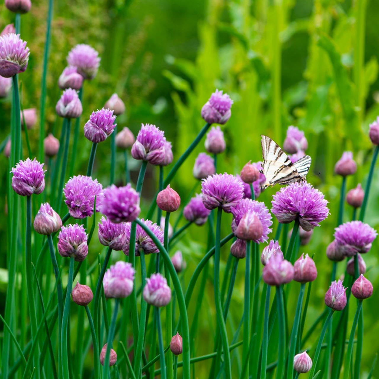 Allium schoenoprasum  0.10 - 0.20 m