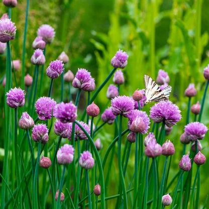 Allium schoenoprasum  0.10 - 0.20 m