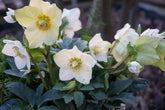 Spanz "Praecox" / Helleborus niger "Praecox"/ - Gradina Noastra