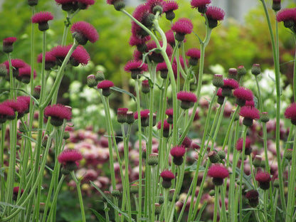 Cirsium rivulare &quot;Atropurpureum&quot; 0.30 - 0.40 m
