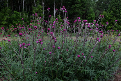 Cirsium rivulare "Trevor&