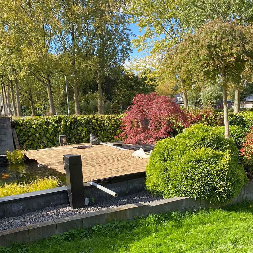 Cryptomeria "Globosa Nana"  / Cryptomeria jap. "Globosa Nana"/