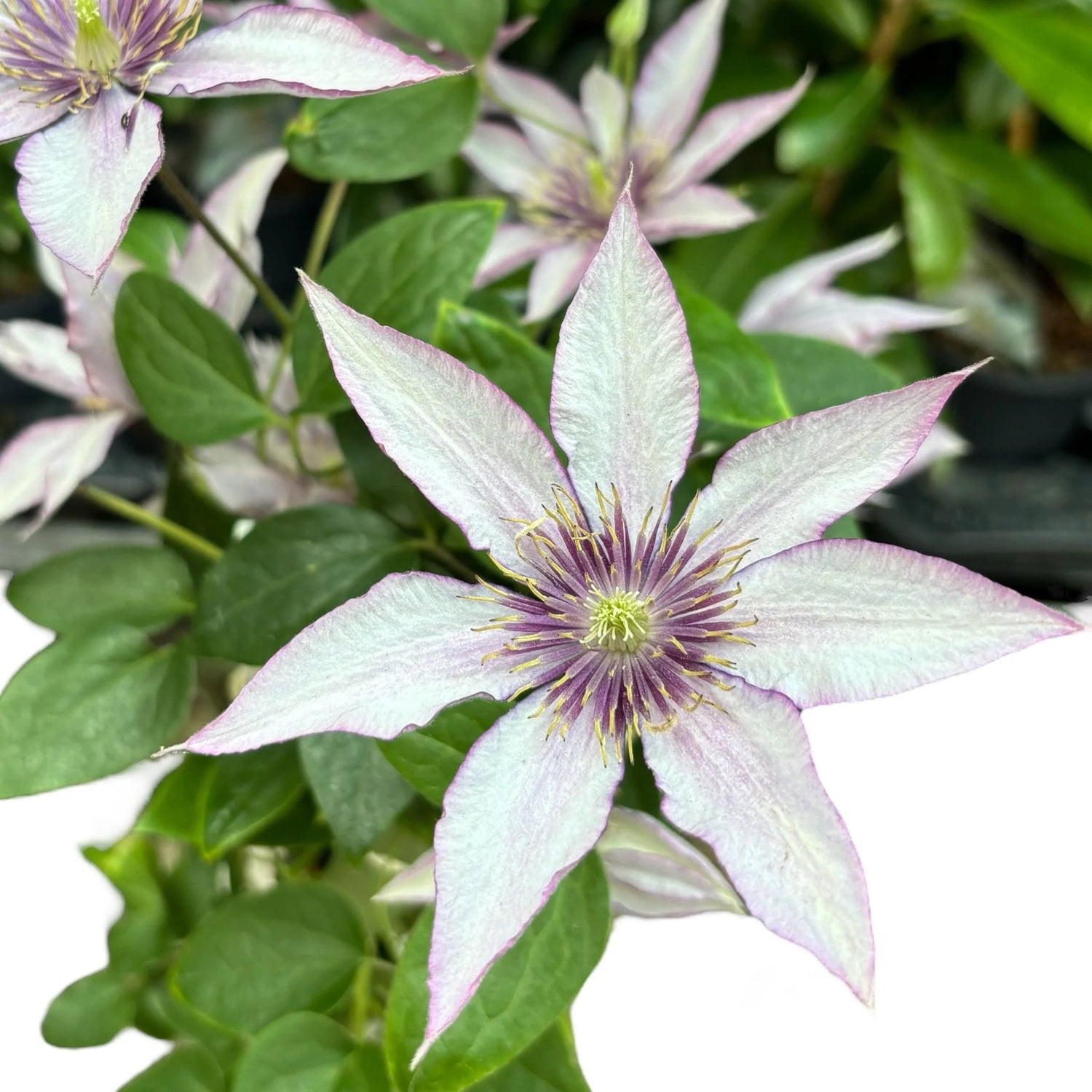 Clematis mix