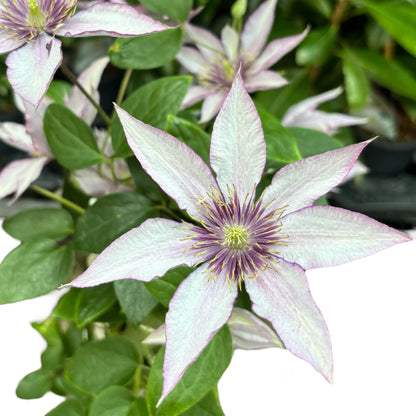 Clematis mix