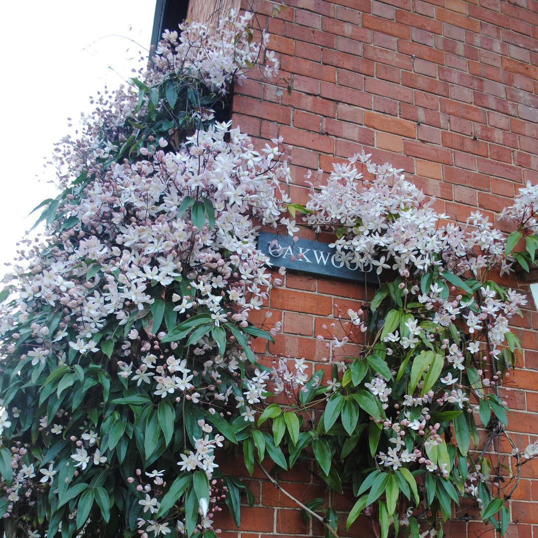 Clematis armandii