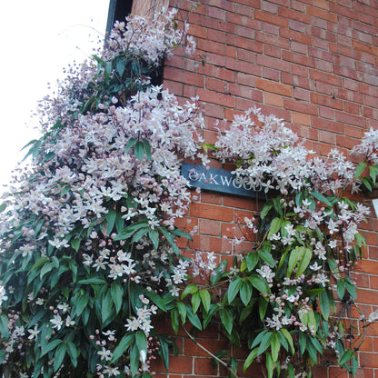 Clematis armandii