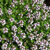 Cimbru comun pitic / Thymus vulgaris "Compactus"/ by Gradina Noastra