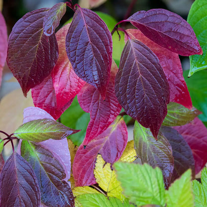 Corn „Nightfall" / Cornus alba „Nightfall"/