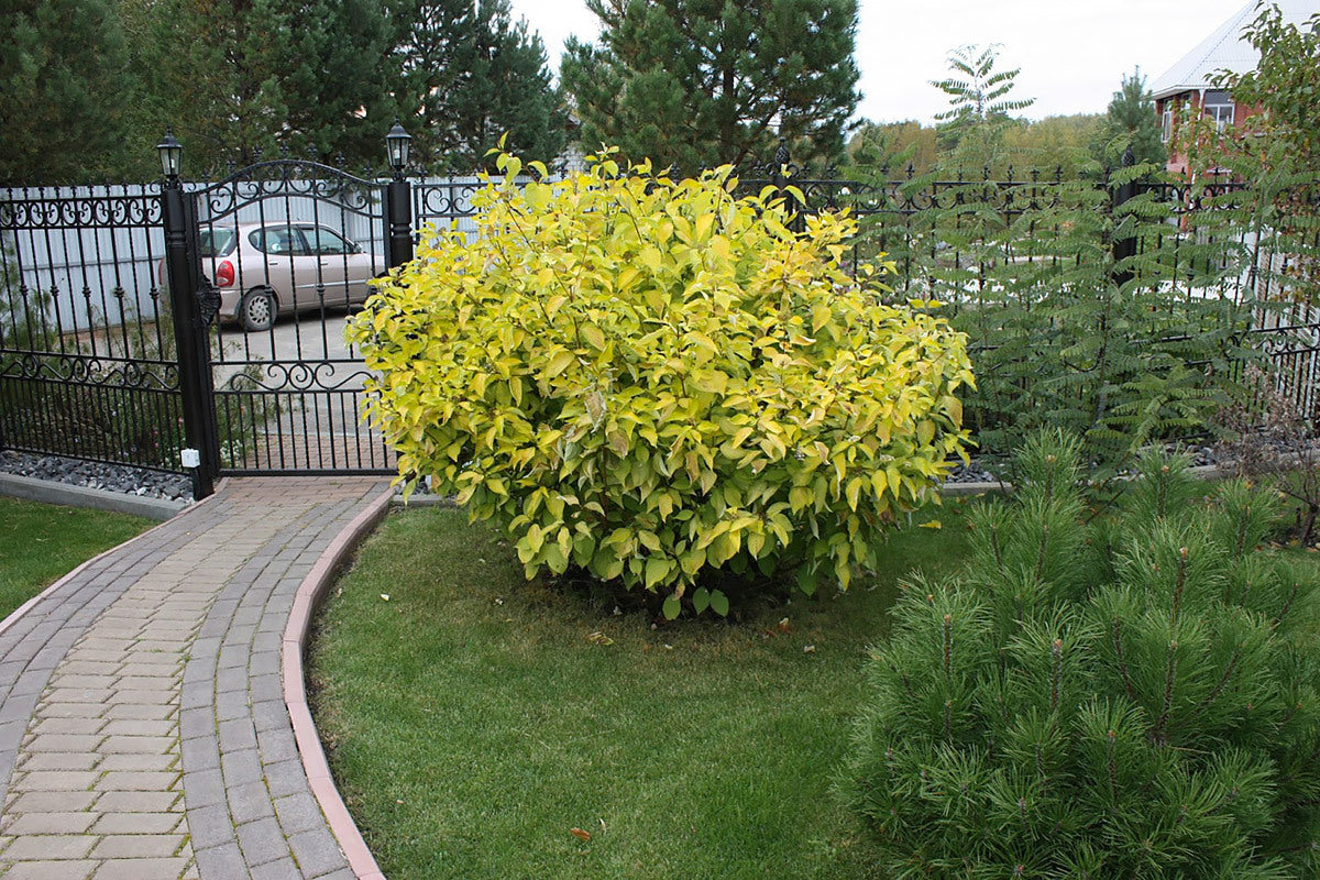 Corn "Aurea" / Cornus alba „Aurea”/