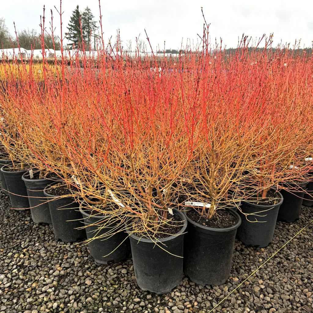 Sanger „Midwinter Fire”  / Cornus sanguinea „Midwinter Fire”/