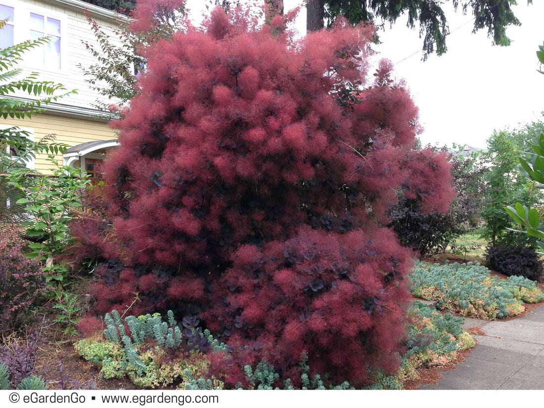 Scumpie „Royal Purple” / Cotinus coggygria „Royal Purple” /