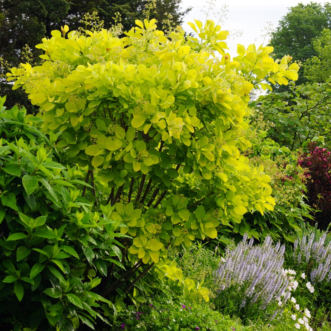 Scumpie &quot;Dusky Maiden&quot;/Golden Spirit / Young Lady&quot; / Cotinus coggygria Dusky Maiden&quot;/Golden Spirit / Young Lady /