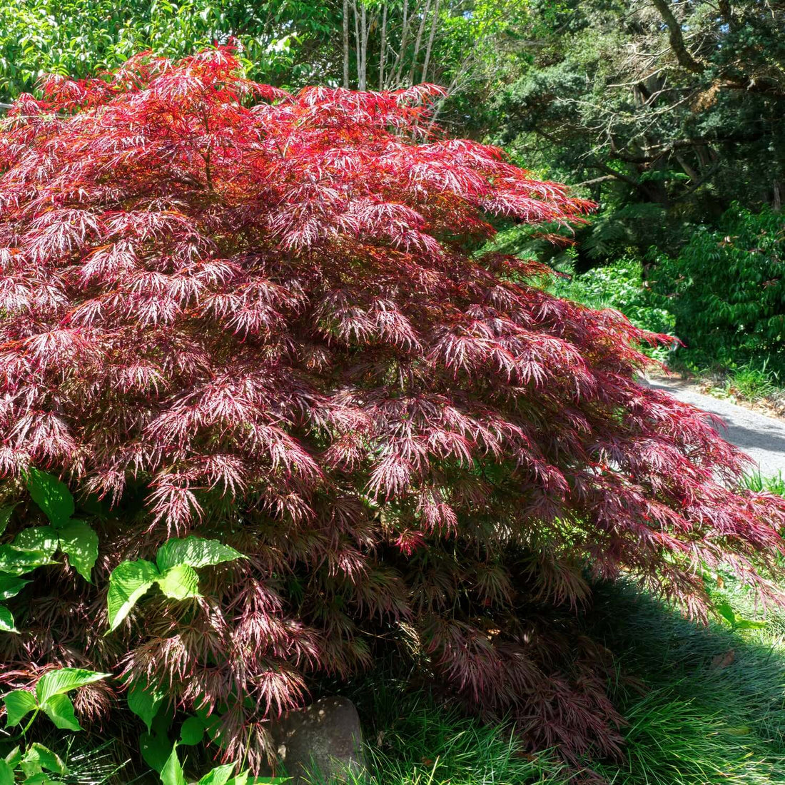 Artar japonez curgator „Crimson Queen / Acer palmatum dissectum „Crimson Queen” /