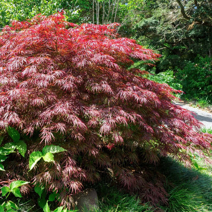Artar japonez curgator „Crimson Queen / Acer palmatum dissectum „Crimson Queen” /