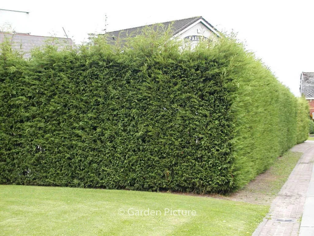 Chiparos leylandii (Cupressocyparis leylandii) formează gard viu dens, cu port conic, lângă trotuar.