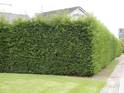 Chiparos leylandii (Cupressocyparis leylandii) formează gard viu dens, cu port conic, lângă trotuar.