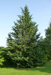 Chiparos leylandii (Cupressocyparis leylandii), arbore conifer cu port conic și ramuri dense în grădină.