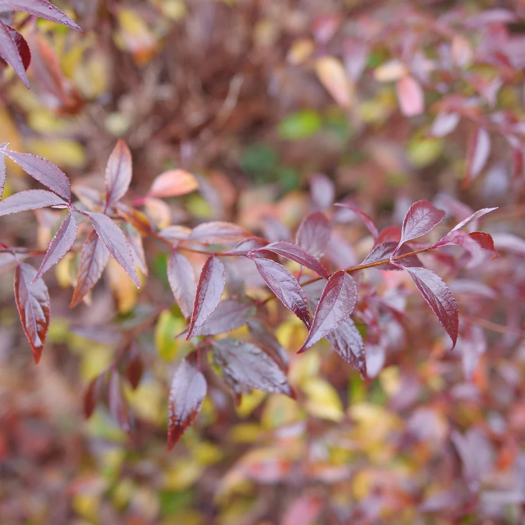 Deutzia × ‘Yuki Kabuki®’