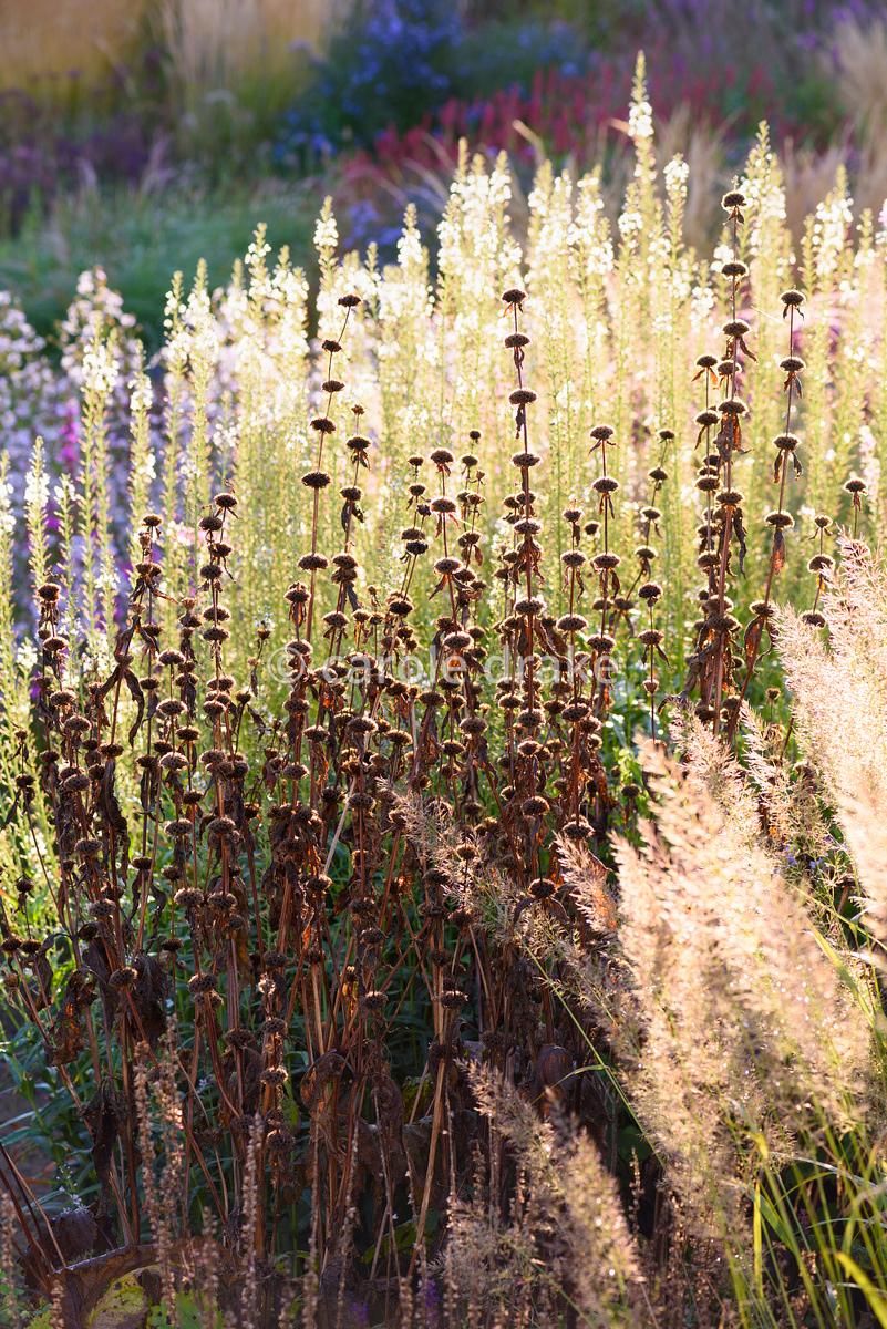 Phlomis tuberosa - Gradina Noastra