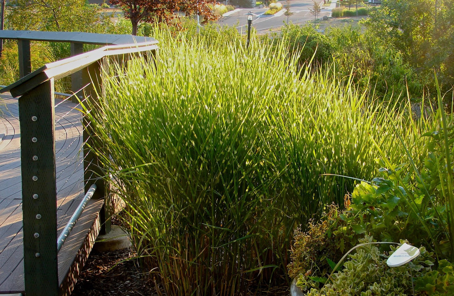 Iarba elefantului "Strictus" / Miscanthus sinensis "Strictus" /
