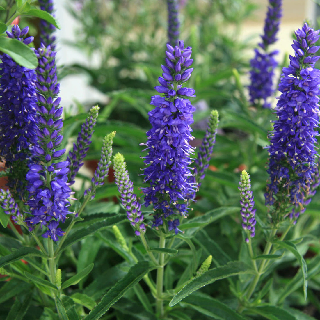 Veronica "Blue Indigo" 0.10 - 0.20 m by Gradina Noastra