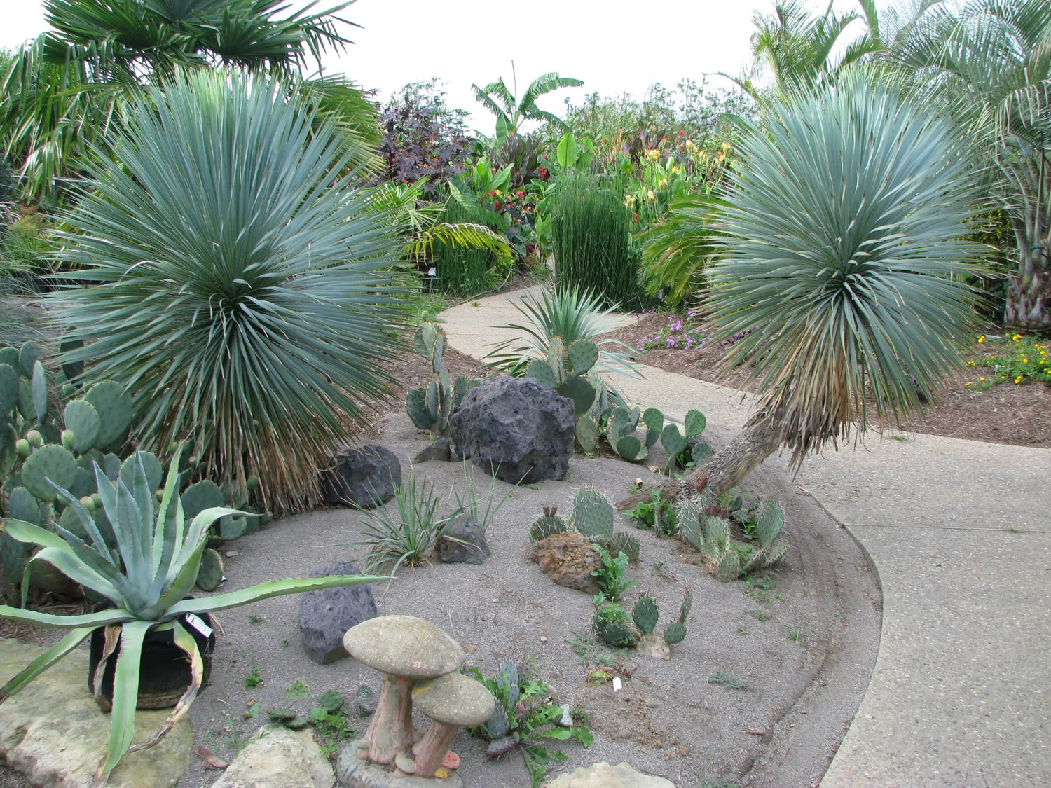 Yucca rostrata / Yucca rostrata/