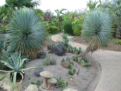 Yucca rostrata / Yucca rostrata/