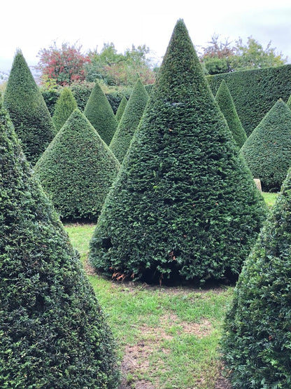 Tisa piramida / Taxus baccata /