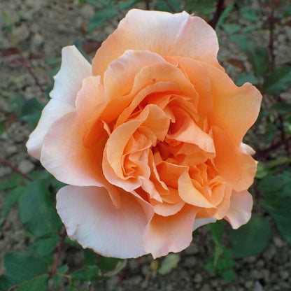 Trandafir teahibrid "Doris Tysterman" – / Rosa HT "Doris Tysterman"/