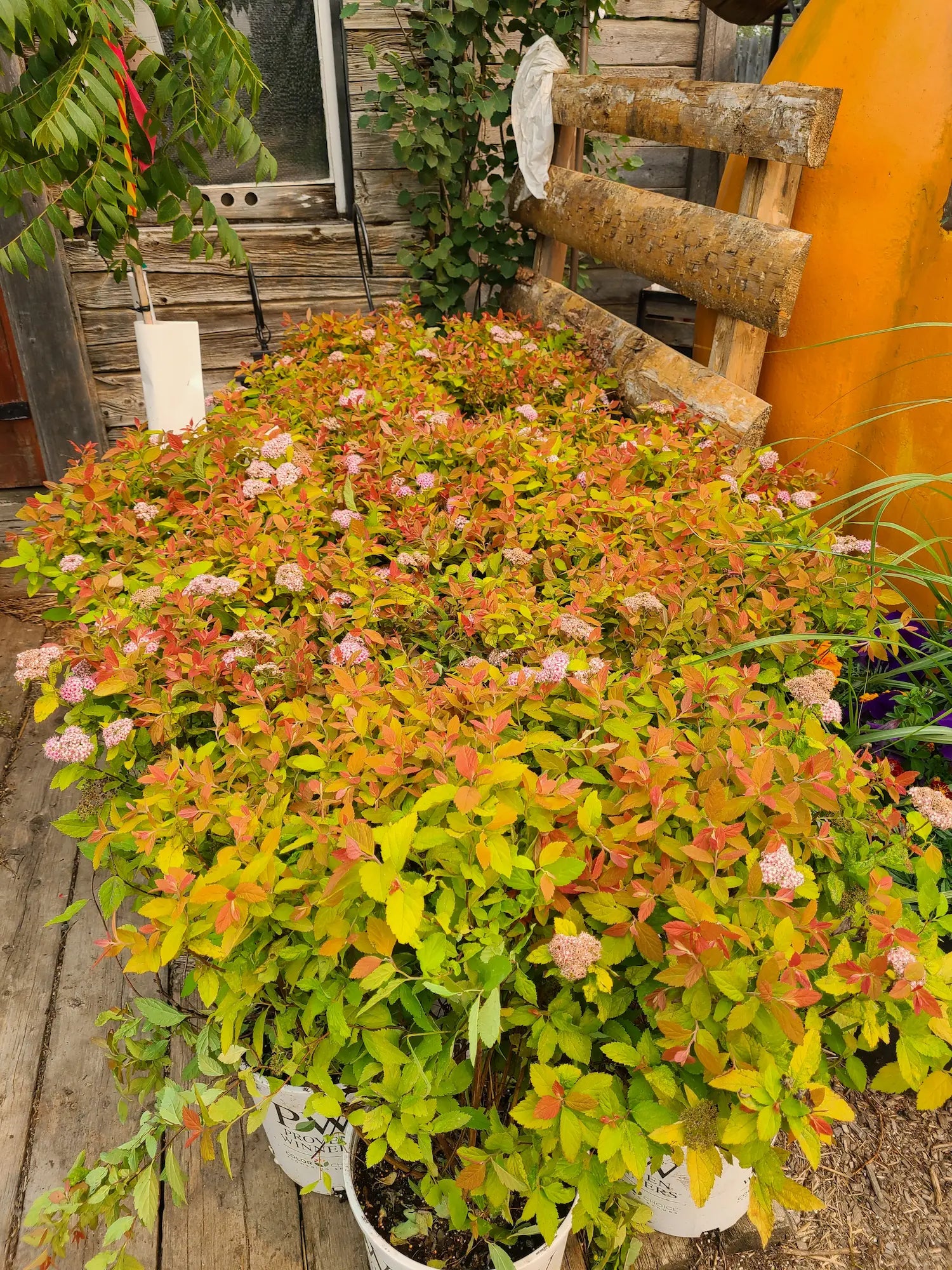 Spiraea japonica "Double Play® Gold"/ Cununita "Double Play® Gold" /
