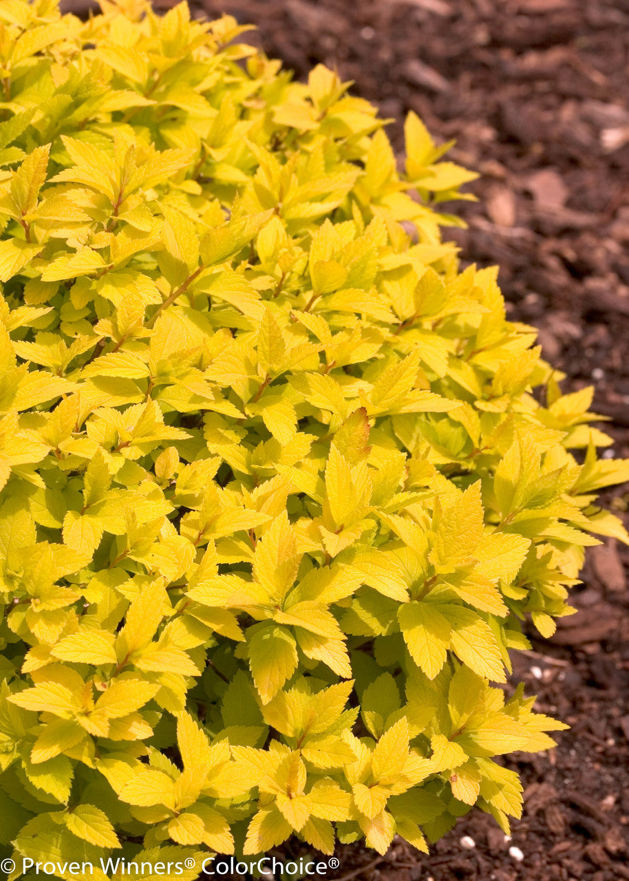 Spiraea japonica "Double Play® Gold"/ Cununita "Double Play® Gold" / - Gradina Noastra