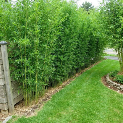 Bambus vesnic verde / Phillostachys bissetii  /