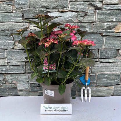 Hortensia "Tiffany" / Hydrangea macr. "Tiffany" /