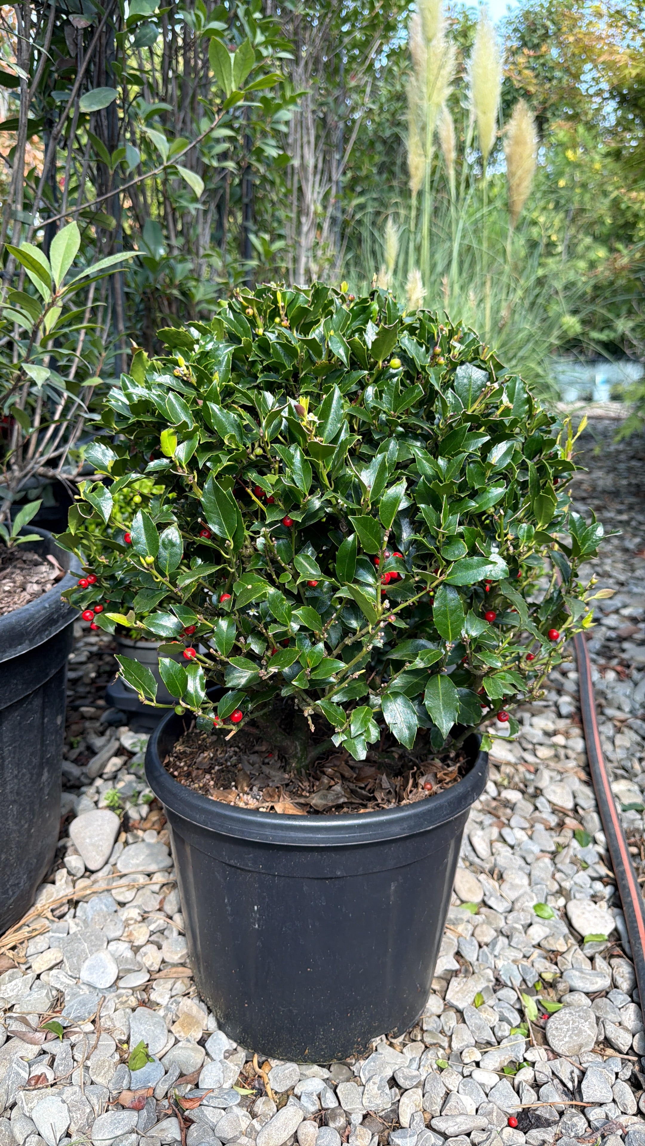 Ilex "Blue Maid" minge / Ilex meserveae "Blue Maid" /