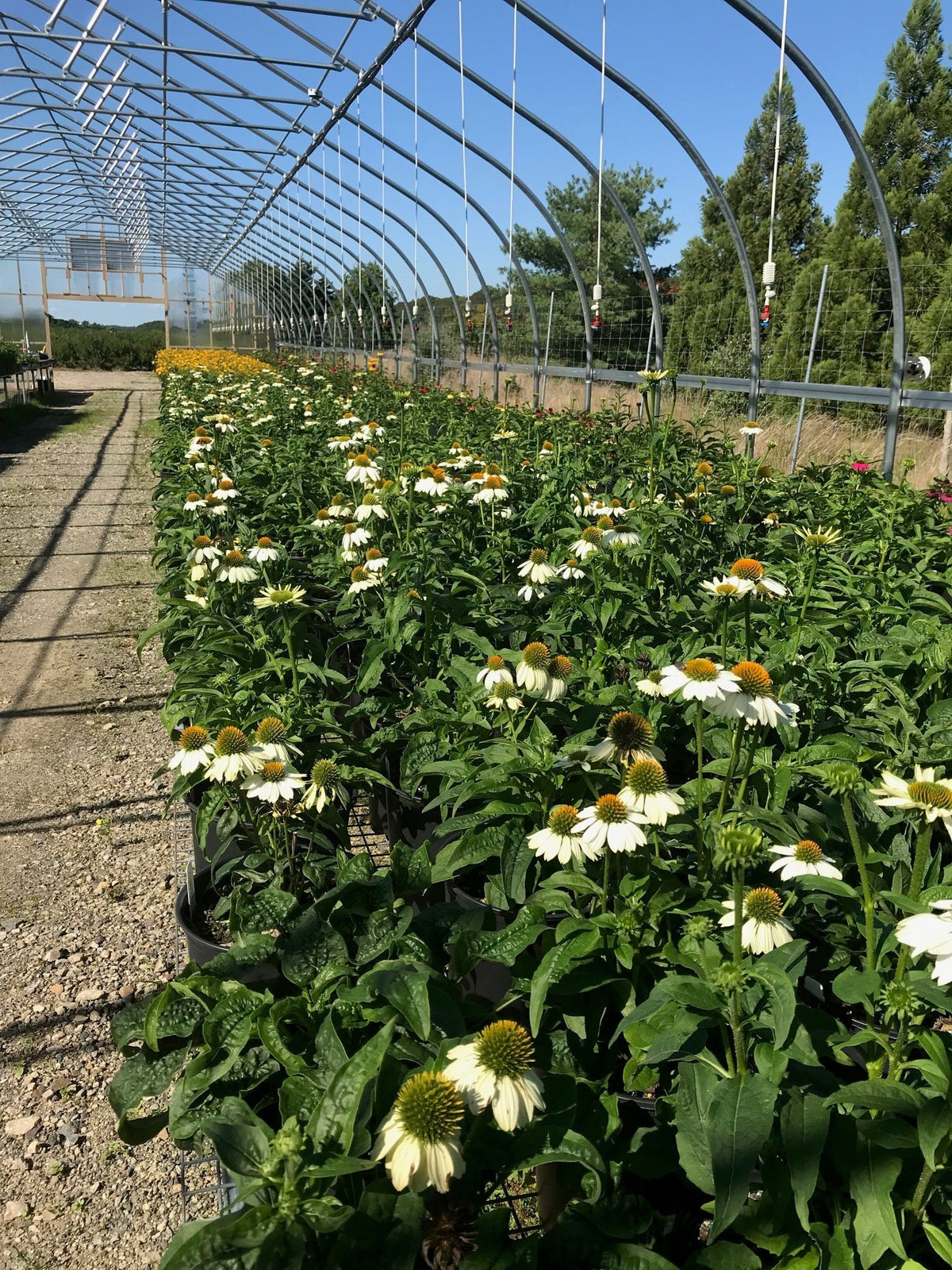 Echinacea purpurea "White Swan"