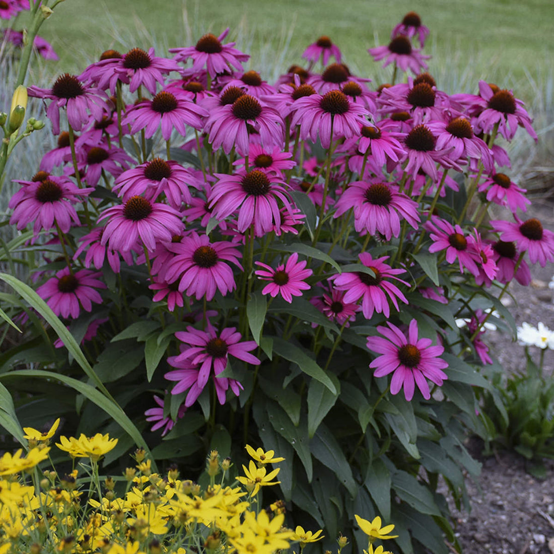 Echinacea purp. "Purple Emperor" 0.20 - 0.40 m by gradina-noastra