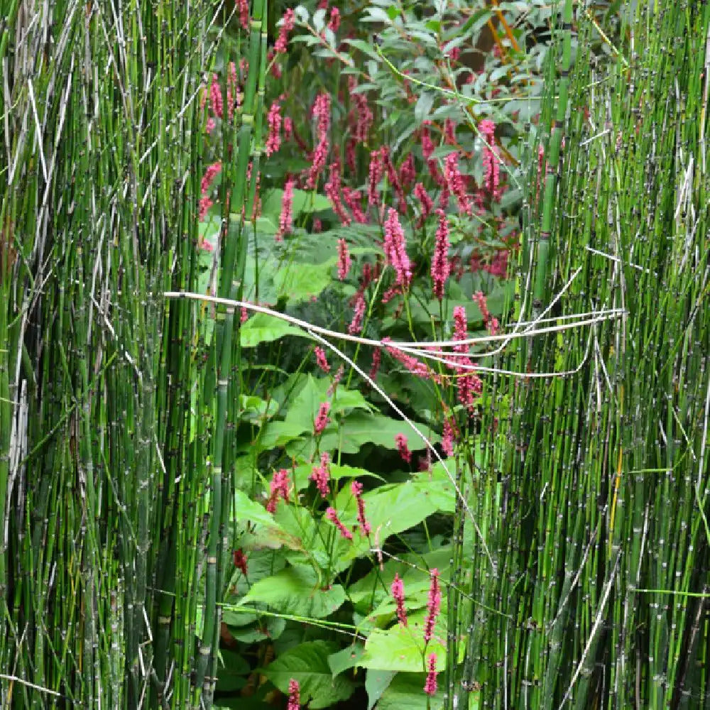 Equisetum hyemale  / Equisetum hyemale var. japonicum/ - Gradina Noastra